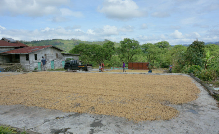 【中深煎り】 Mandhering Indonesia Aceh Gegarang
