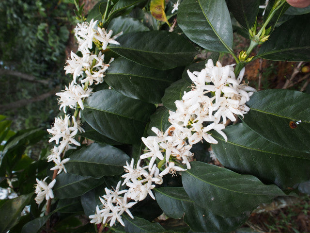 【浅煎り】Dominica Princesa Winy Natural