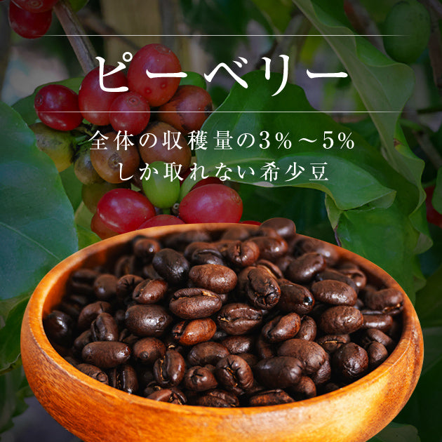 【希少豆】【ピーベリー】 エチオピア COE2024 #14 74112 アザレチ農園 ナチュラル