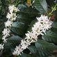 【浅煎り】Dominica Princesa Winy Natural